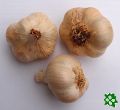 Zhorsk II, esnek kuchysk, sadba (Allium sativum)