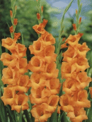 Mečíky/Gladioly (Gladiolus)