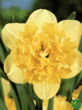 Narcisy (Daffodils)