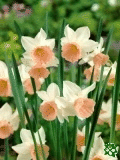 Narcisy (Daffodils) - Kathie Heat