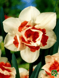 Narcisy (Daffodils) - Replete