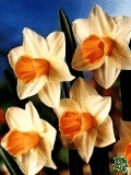 Narcisy (Daffodils) - Salome