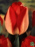 Tulipny (Tulips) - American Dream