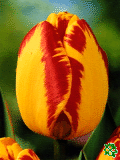 Tulipny (Tulips) - Banja Luka