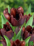 Tulipny (Tulips) - Black Jewel
