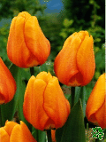 Tulipny (Tulips) - Blushing Apeldoorn