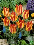 Tulipny (Tulips) - California Sun