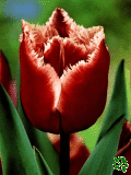Tulipny (Tulips) - Canasta