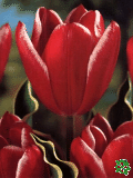 Tulipny (Tulips) - Charmeur