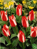 Tulipny (Tulips) - Czaar Peter
