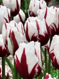 Tulipny (Tulips) - Flaming Baltic
