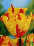 Tulipny (Tulips) - Flaming Parrot