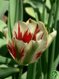 Tulipny (Tulips) - Flaming Springreen