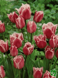 Tulipny (Tulips) - Fringed Family