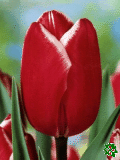 Tulipny (Tulips) - Furand