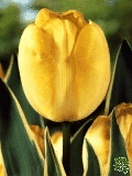 Tulipny (Tulips) - Garant