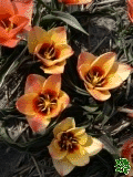 Tulipny (Tulips) - Girlfriend