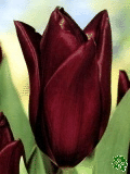 Tulipny (Tulips) - Havran