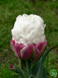 Tulipny (Tulips) - Ice Cream