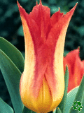 Tulipny (Tulips) - Lilyfire