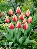 Tulipny (Tulips) - Marit