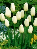 Tulipny (Tulips) - Maureen