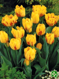 Tulipny (Tulips) - Monsella