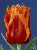 Tulipny (Tulips) - Palmares