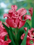 Tulipny (Tulips) - Picture