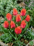 Tulipny (Tulips) - Portland