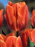 Tulipny (Tulips) - Princess Irene