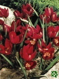 Tulipny (Tulips) - Pulchella Odalisque