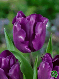 Tulipny (Tulips) - Purple Rain