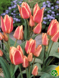 Tulipny (Tulips) - Quebec