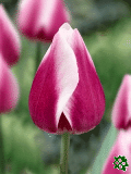 Tulipny (Tulips) - Russian Princess