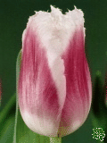 Tulipny (Tulips) - Siesta