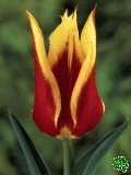 Tulipny (Tulips) - Synaeda King