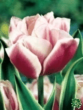 Tulipny (Tulips) - Top Lips