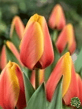Tulipny (Tulips) - World Peace