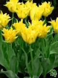Tulipny (Tulips) - Yellow Spider