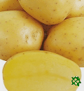 sadbové brambory - Concordia, poloraná odrůda (varný typ B)
