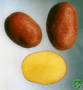sadbové brambory - Laura - poloraná odrůda (varný typ B)