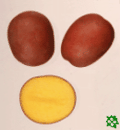 sadbové brambory - Red Anna, poloraná odrůda (varný typ B)