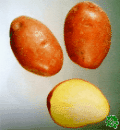 sadbové brambory - Rosara, velmi raná odrůda (varný typ BA)