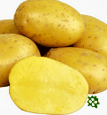 sadbové brambory - Antonia, poloraná odrůda (varný typ A)