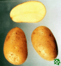 sadbové brambory - Dali raná odrůda (varný typ BA)