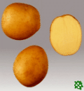 sadbové brambory - Karin, raná odrůda (varný typ BA)
