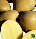 sadbové brambory - Milva, velmi raná odrůda (varný typ AB)