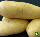 Annabelle, sadbové brambory, raná odrůda (varný typ AB)