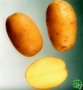 Ditta, sadbové brambory, poloraná odrůda (varný typ AB)